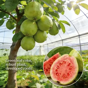 Heirloom Non-GMO Guava Tree Sapling | Live Fruit Plant for Potted, Greenhouse & Outdoor Gardens | Easy to Grow, Fast Fruiting, Ideal for Home Gardeners & Fruit Tree Enthusiasts