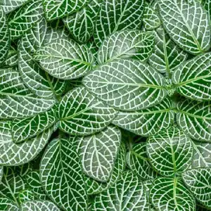 Marble Green Fittonia Plant Plug (Fittonia spp.) – Intricate Green and White Marbled Leaves for Low-Maintenance Indoors.