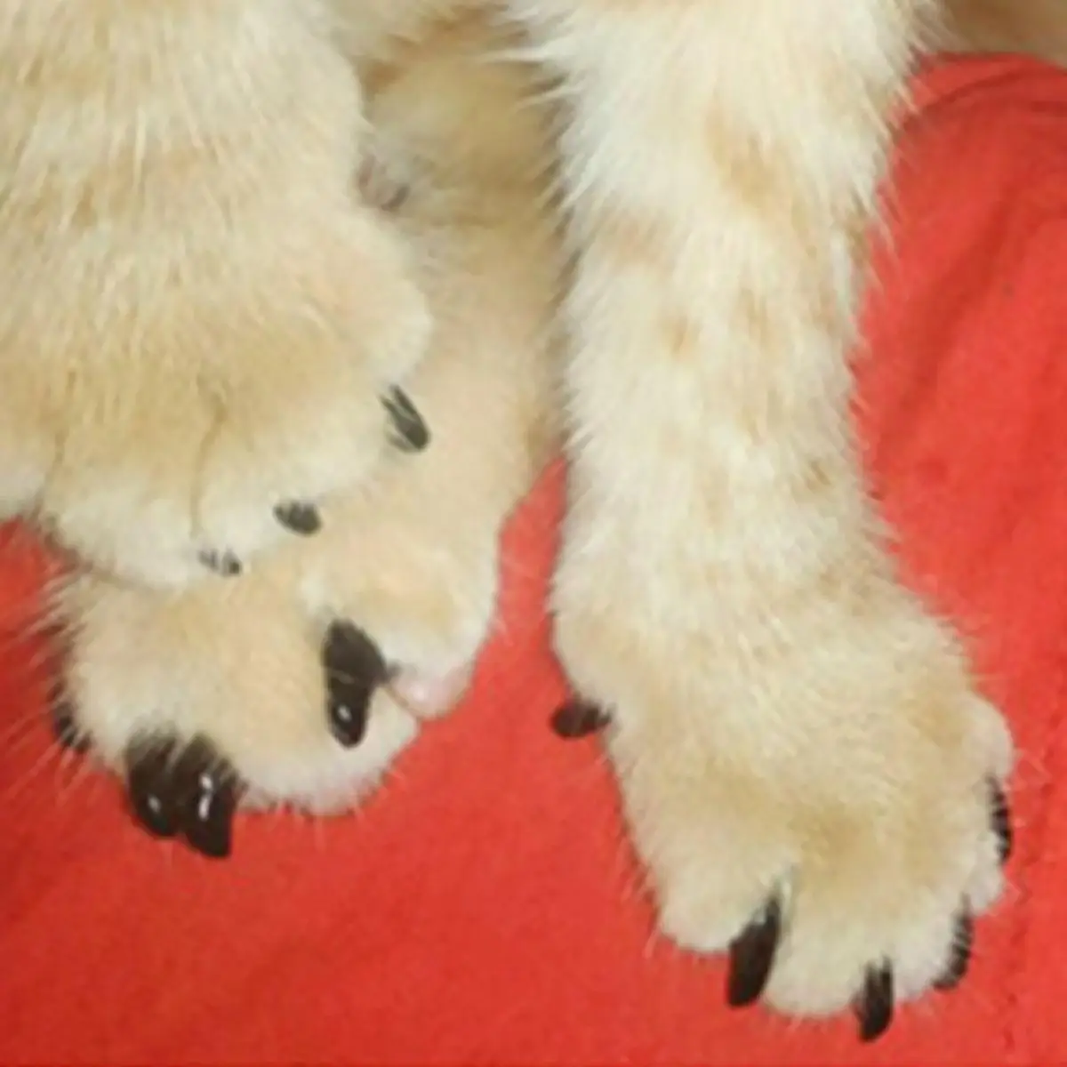 Cat Claw Cover (20pcs), Silicone Fake Claw, Pet Nail Cover, Silicone Cat Claw Protector, Cat Nail Care Tool