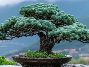Black Pine Bonsai Tree Seeds for Planting - 30 Seeds