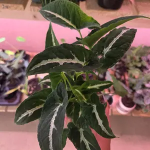 Singonium