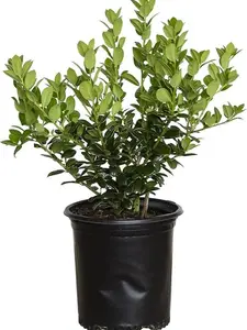 Burford Holly (2.5 Quart) Compact Evergreen Shrub with Glossy Green Foliage - Full Sun Live Outdoor Plant…