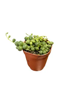 String of Pearls Live Plant - 2" Succulent - Senecio Rowleyanus - Easy Care Houseplant - Drought Resistant Plant - Indirect Light Vine Plant -