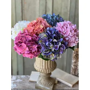Cameo Hydrangea