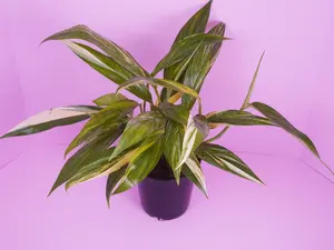 Epipremnum Amplissimum Variegated – Rare Trailing Aroid Live Plant 6” Pot with Creamy Variegation Fast Grower Houseplant