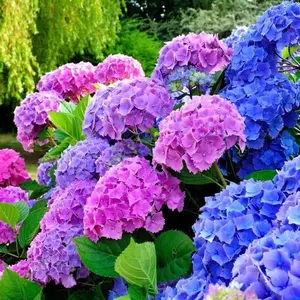 Hydrangea Tree Plant 4 to 6 inch Tall Change Color Flower Blooms