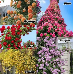 Mixed-color Climbing Rose Seeds 200pcs, Easy to grow, Year-round Planting Cold hardy & perennial, adapt to most US climate zones easily Double-Flowered mix small garden