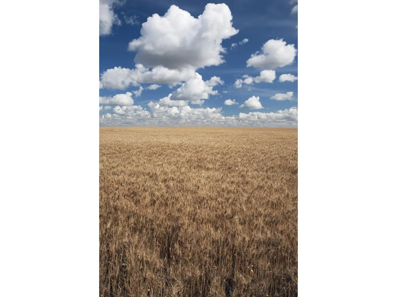 12x19" Wheat Field & Cloudscape Nature Poster Print, Home Decor Wall Art, Ideal Gift for Home Supplies Enthusiasts