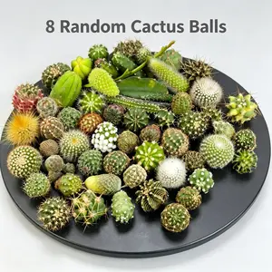 Cactus Combo Pack, 8 Unique Plants No Duplicates, US Grown, Local Nursery Stock, Indoor Succulent