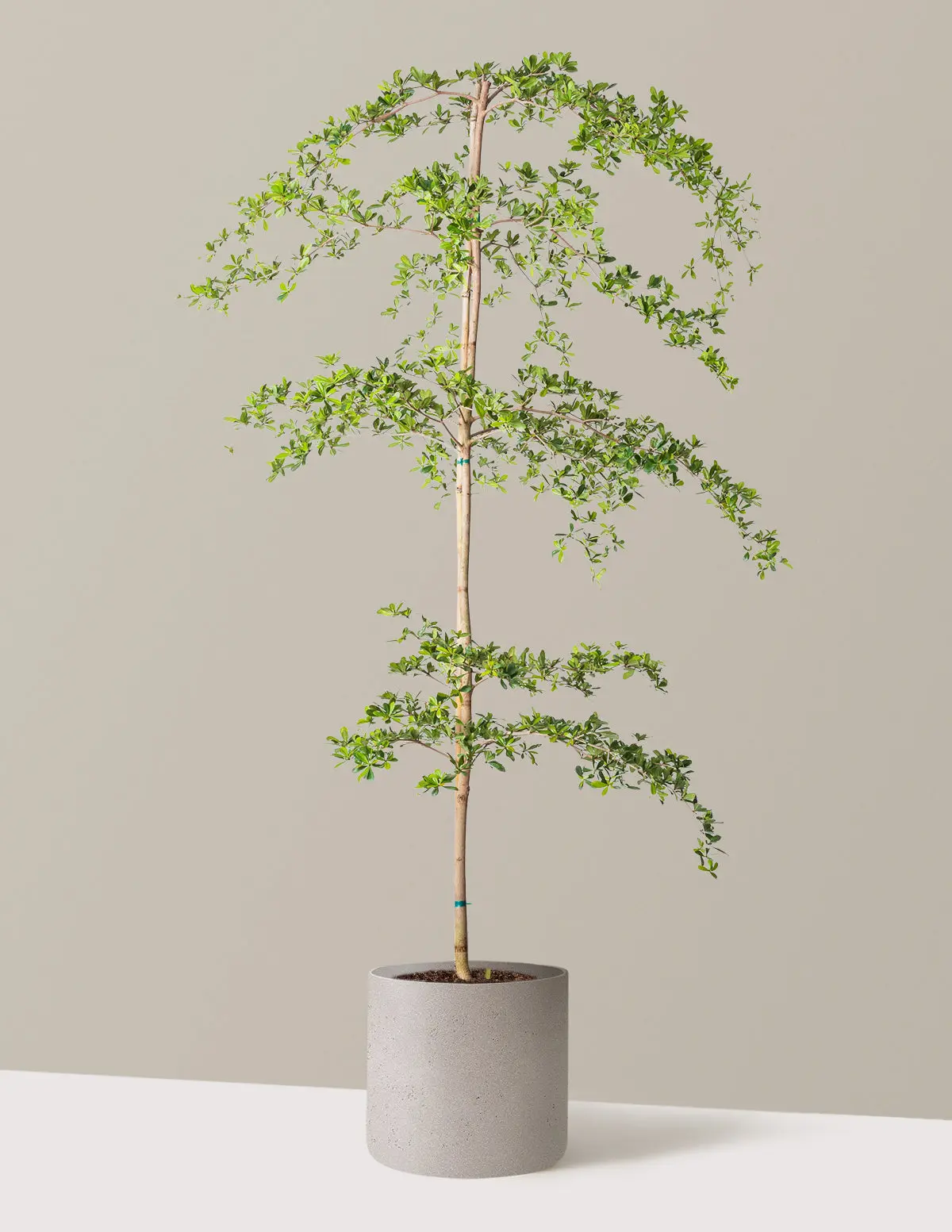 Black Olive Tree