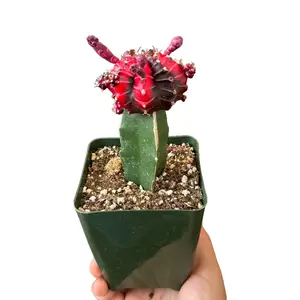 Gymnocalycium Mihanovichii Grafted 4 inch pot Variegated or purple