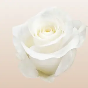 Akito Roses Pure White Medium Bloom 35 Petals 50cm Length Premium Ecuador Import Wedding Roses Mini-Pack 50 Stems Large Pack 100 Stems