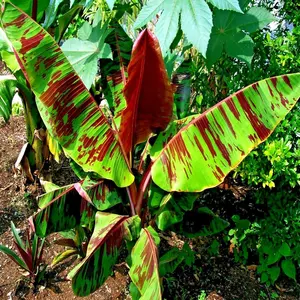 Red Tiger Darjeeling Banana Seeds (Musa sikkimensis) – Rare Cold Hardy Zone 5