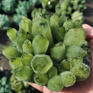 Green Ghost Phantom Natural Quartz Crystal Cluster