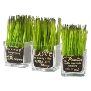 7 in. 3-Piece Potted Plant Set with Green Plant Sprouts, Square Glass Pot Base with Messages