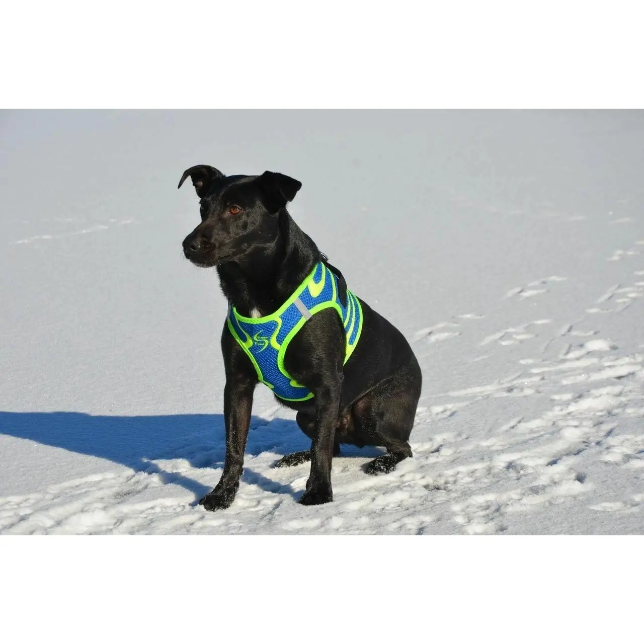 Doggie Design American River Choke-Free Dog Harness Ombre Collection - Reflective Step-In Mesh - Multiple Sizes Rainbow / 2XL