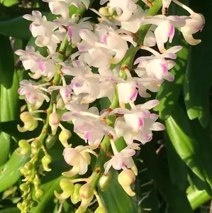 Aerides Odorata Orchid 10" Top Cutting with Ariel Roots Fragrant