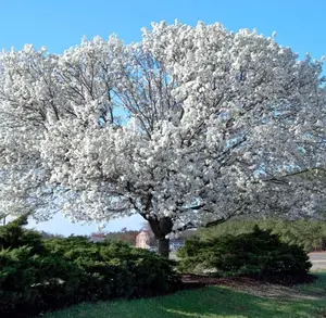 White Dogwood Trees Live Plant, 6"-1 Feet in 4" Pot Live White Flowering Dogwood Trees Shrubs for Planting Outdoors, Well Rooted, Live Plants/Shrubs, Cornus Florida
