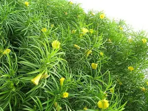 LIVE PLANT 3ft Thevetia Peruviana - Lucky Nut Cascabela thevetia Yellow Oleander