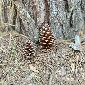 ALL NATURAL PINECONES FROM ORGANICALLY GROWN TREES