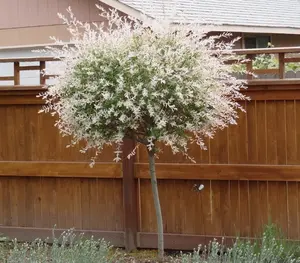 Live Japanese Dappled Nishiki Willow Plant Tricolor Dappled Willow Shrub Tree in 4 Inch Pot to Grow