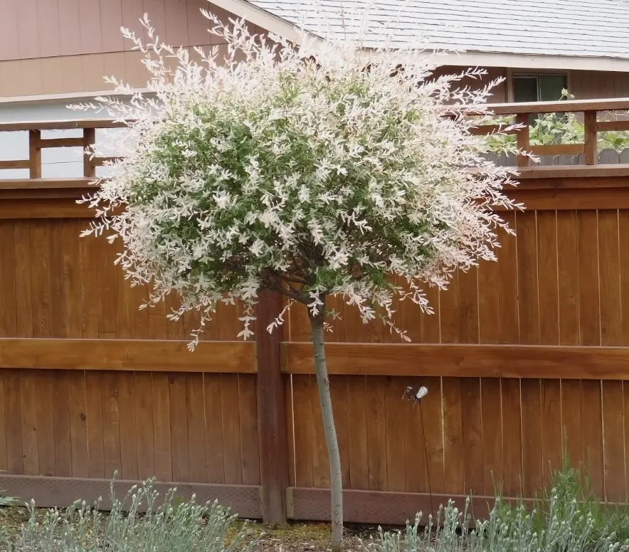 Live Japanese Dappled Nishiki Willow Plant Tricolor Dappled Willow Shrub Tree in 4 Inch Pot to Grow