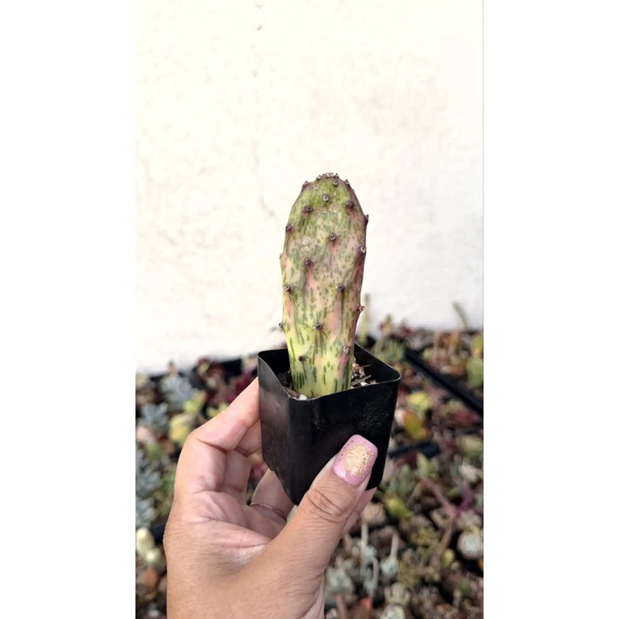 Opuntia Cochenillifera 'Sunburst' Prickly Pear Plant - Variegated Cactus with Unique Coloration and Textured Surface
