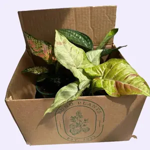 Beginner Friendly Mystery Box Bundle - 3 Plants in 4-inch Pots