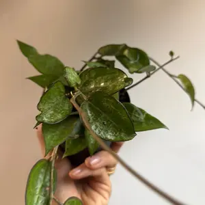 Hoya Black Parasitica Black Margin 4" Pot PET Friendly Decorative Plant for Garden Water Once a Week Bright Indirect Light