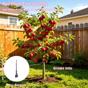 3-5 Year Old Plum Tree, Japanese Blood Plum Bare Root Dormant Plant, Self-Pollinating Fruit Tree for Planting Now (Dormant Season)