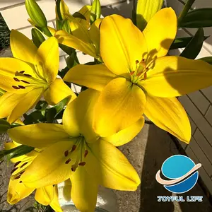 Yellow Lily Seeds - Sunshine blooms, a good helper for home gardens