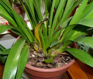 Cymbidium Starter Plant (Bulb)