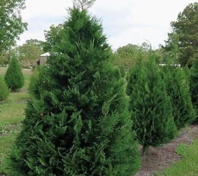 Murray Cypress Tree