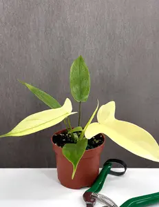 Philodendron Florida Ghost
