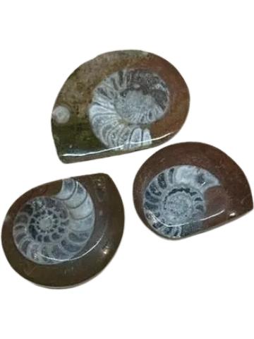 Fossil Mining Bucket - Gallon Bucket - 10-12 lbs Total - Over 12 Different Types of Fossils and Natural Crystals