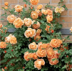 One bag contains 100 rose seeds, suitable for home gardens and flower planting.