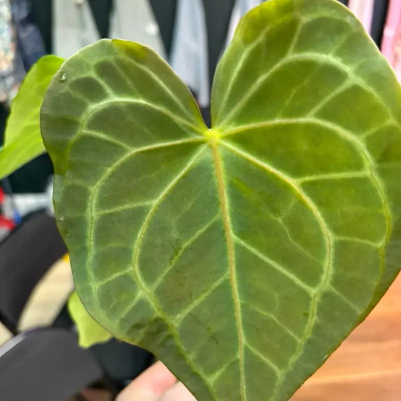 anthurium clarinervium anthurium clarinervium
