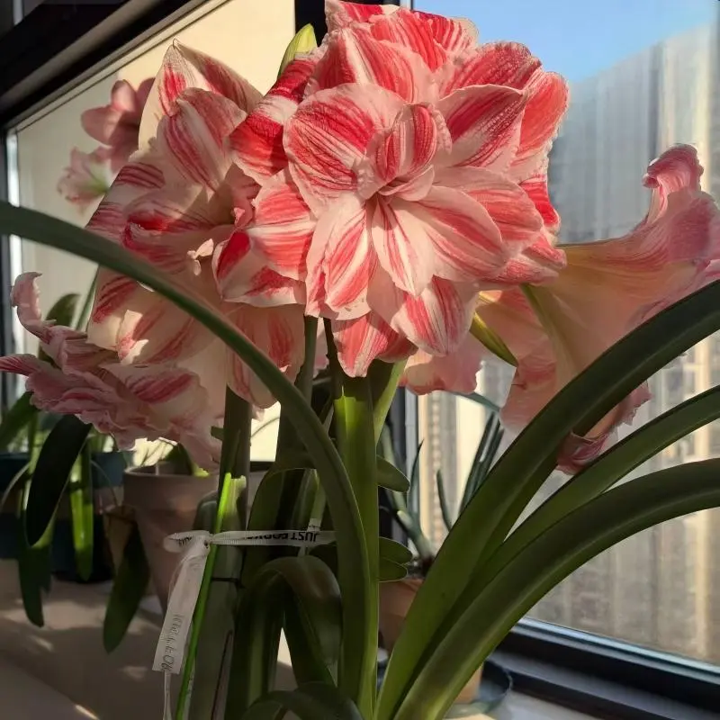 3PC Double Petal Pink Amaryllis Bulbs Perennial Hippeastrum Bulbs Indoor Potted Bonsai Flower Bulbs Easy To Plant Home Garden Decor Cut Flowers