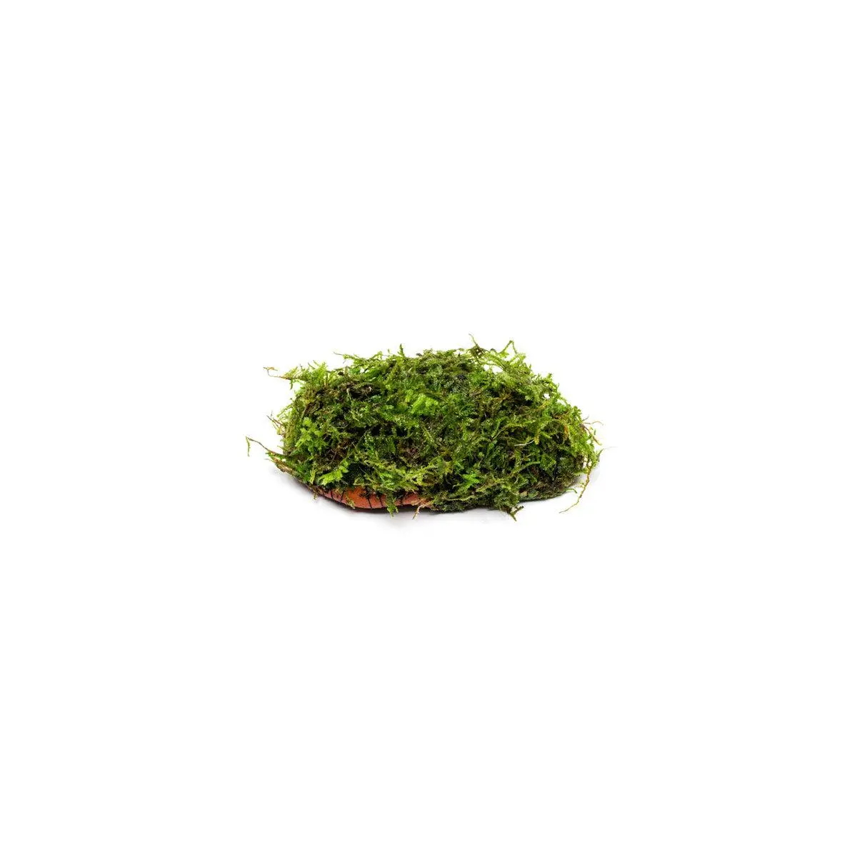Christmas Moss on Clay