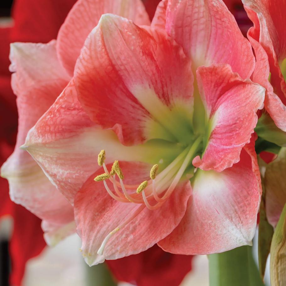 Hippeastrum Seeds – Stunning Amaryllis Flowers, Beginner-Friendly & Non-GMO, Easy to Grow for Garden, Pots, Indoor & Outdoor, Large Blooming Ornamental Flower, Perfect Gift for Garden Lovers