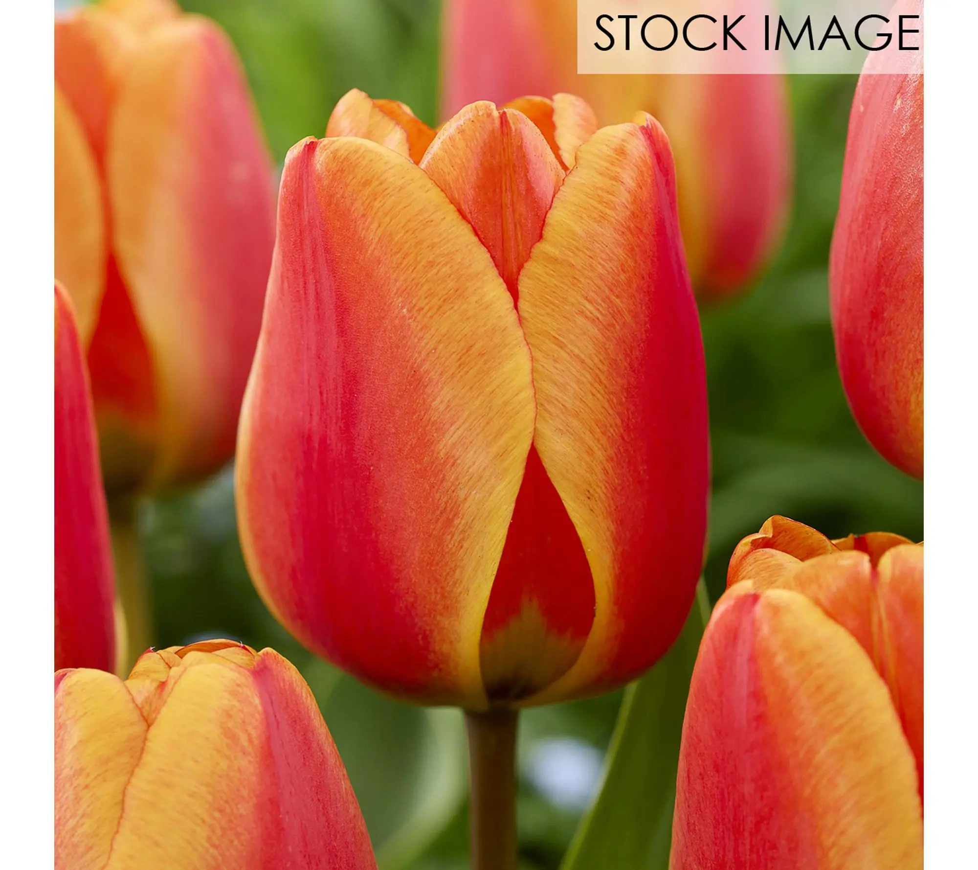 Van Zyverden Tulips Apeldoorns's Elite Set of 12 Bulbs