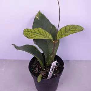 Hoya Callistophylla Vena Live Plant | Rare Hoya Collector Plant