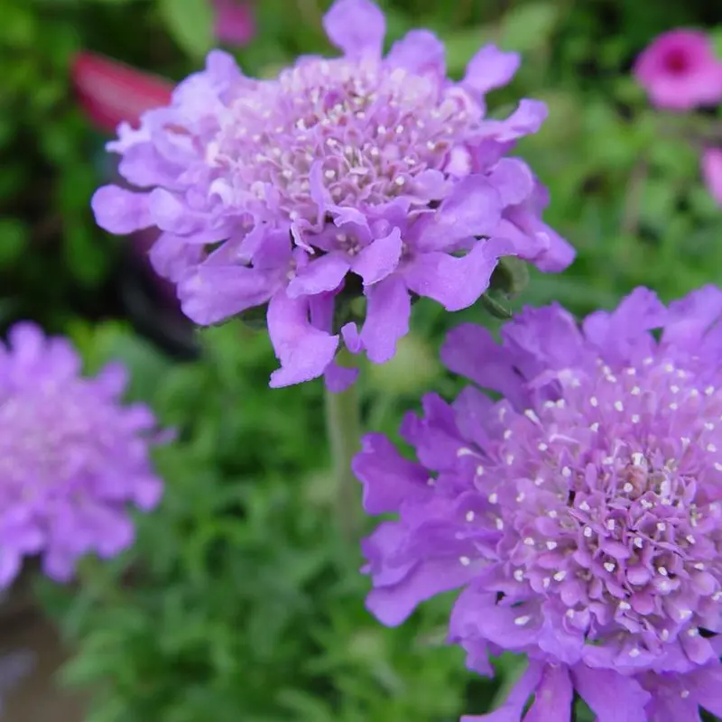 Butterfly Blue Pincushion Flower