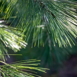 Eastern White Pine Tree Seeds-(Pinus strobus)
