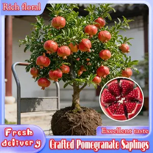 Grapefruit seedlings, 1 bare root seedling, traditional grapefruit tree living plant, suitable for planting, 15 inches tall, produces delicious fruit, suitable for indoor and outdoor use, high yield and hardy grapefruit tree