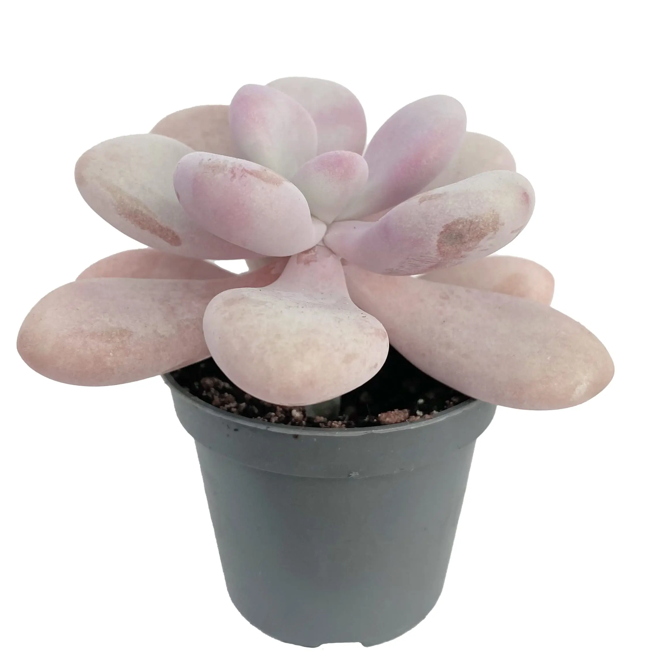 Live Pink Moonstone Plant - Pachyphytum Oviferum Plant - Pink Succulent Plant - 2 Inch Pot Live Pink Moonstone Plant - Pachyphytum Oviferum Plant - Pink Succulent Plant - 2 Inch Pot