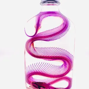 That Dead Guy Diaphonized Wet Specimen Snakes (Ball Python) Oddities Curiosities Collection Spooky Home Halloween Decor Realistic Detailed Display - Decoration - Diaphonization