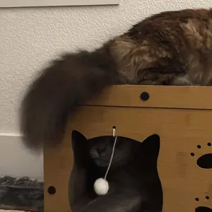 【Already have 10K favorites】2 in 1 Cat Bed with Scratching Board Pet Furniture for Indoor Cats Suitable for multiple cats Durable Double Layer Design Cat Bed Stylish and Comfortable Cat Furniture for All Seasons Wooden cat bed