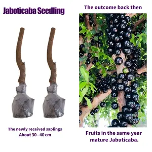 Live Jaboticaba Fruit Tree Sapling for Home Gardening, Exotic Tropical Fruit Plant, Suitable for Outdoor Yard & Patio Container Growing, Low Maintenance Ornamental Tree for Gardening Lovers