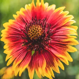TomorrowSeeds - Indian Blanket Flower Seeds -  Gaillardia Firewheel Garden Sunflower Sun Flower Red Yellow Seed NonGMO 2024 Season